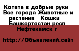 Котята в добрые руки - Все города Животные и растения » Кошки   . Башкортостан респ.,Нефтекамск г.